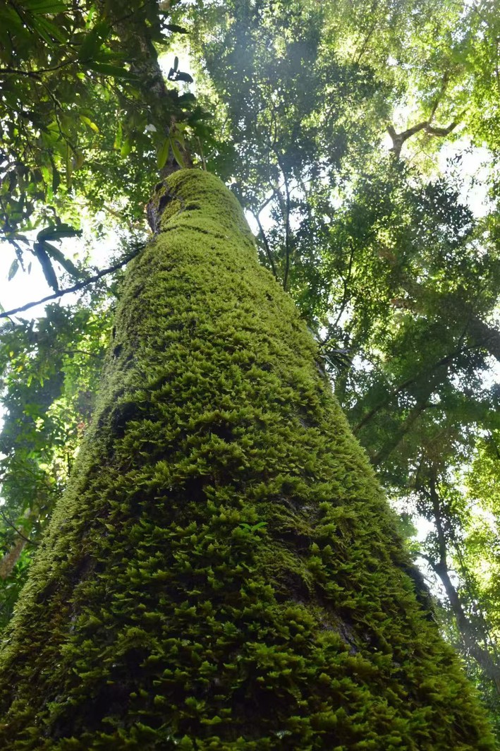 big tree big tree